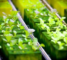 Hydroponic Nutrient Recipes: Nourishing Plants for Optimal Growth